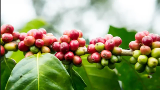 El Niño pode mudar o clima em Minas Gerais e acende alerta para a lavoura de café